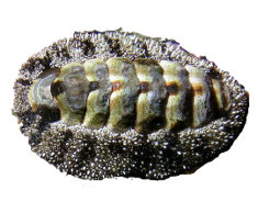 Acanthopleura gaimardi (Blainville, 1825)