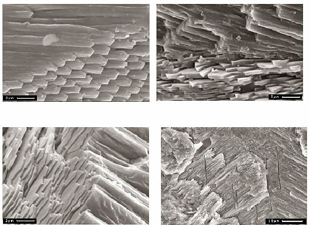 shell microstructural details