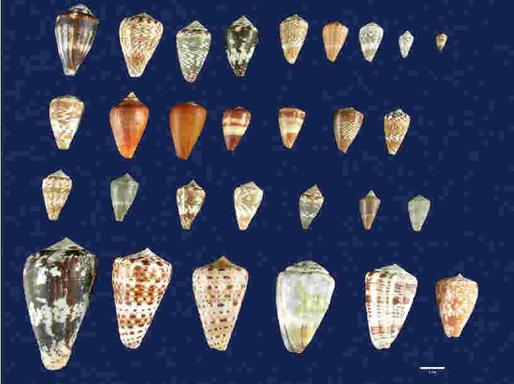 Conus species