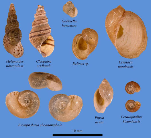 The Malacologist- snail borne disease